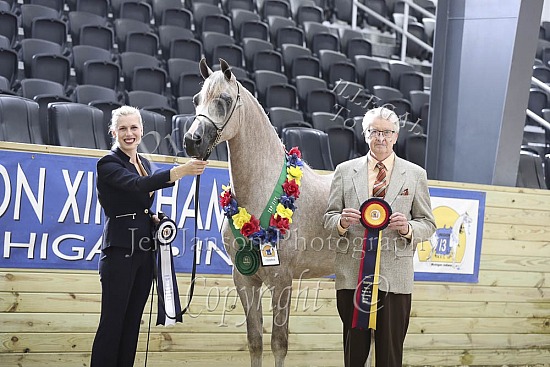 Geldings AOTH