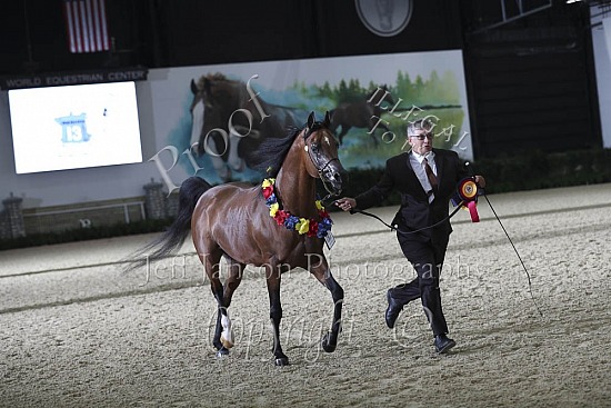 Stallions AOTH