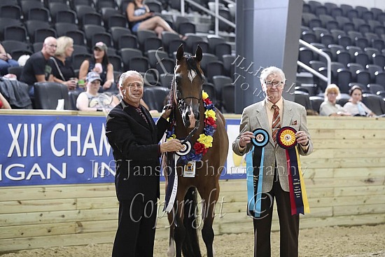 Geldings 3 Yrs & Over
