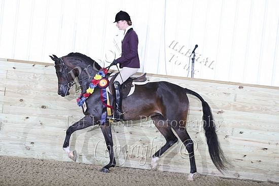 Jr Horse Novice