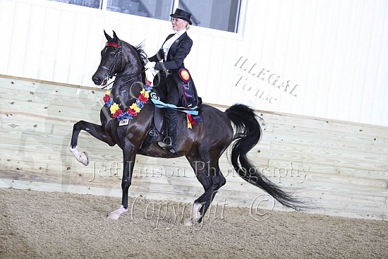 Saddle Seat 15-18