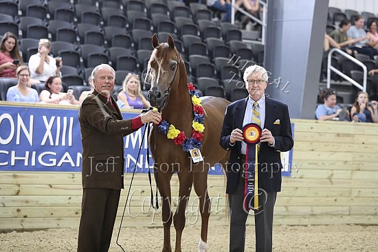 Stallions 3 Yrs & Over