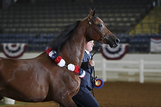 Geldings ATH