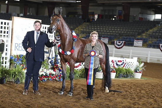 Geldings JTH