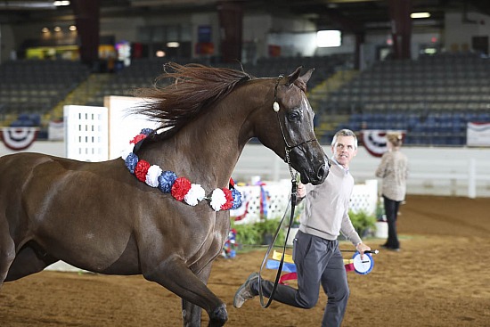 Geldings 3 Yrs & Over
