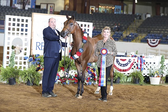 2 Yr Old Geldings
