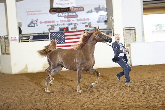 Mares 3 Yrs & Over