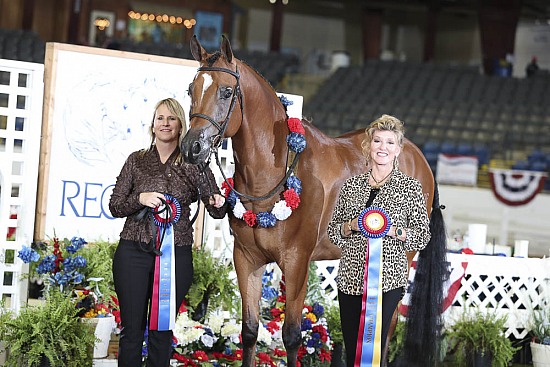 Performance Geldings