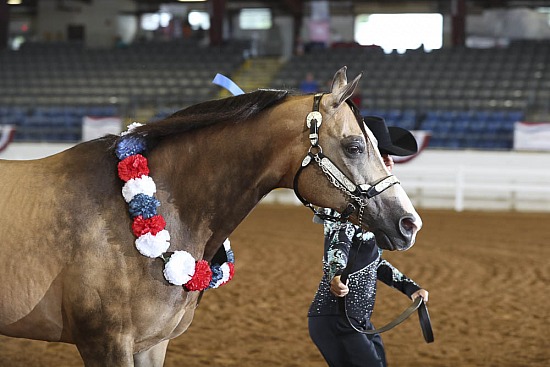 Performance Geldings