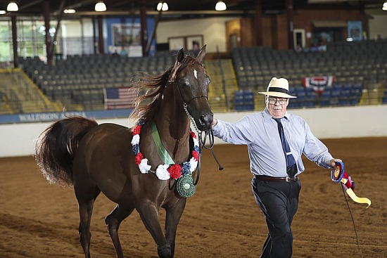 Geldings AOTH