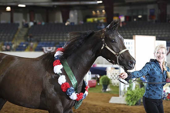 Geldings AOTH