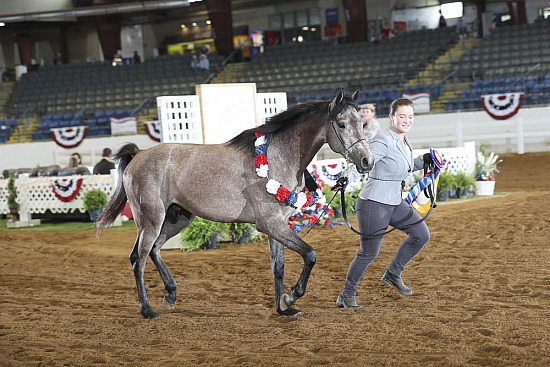 Stallions AOTH