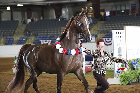 Mares Saddle-Pleasure Type