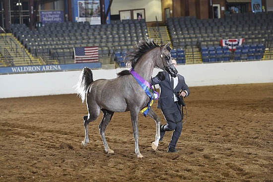 Yearling Colts-Geldings SWPKS
