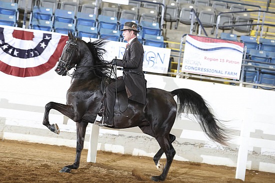 Jr Horse