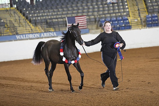 Yearling Colts-Geldings