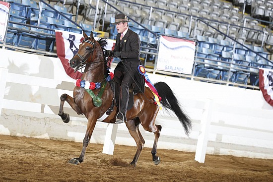 Jr Horse