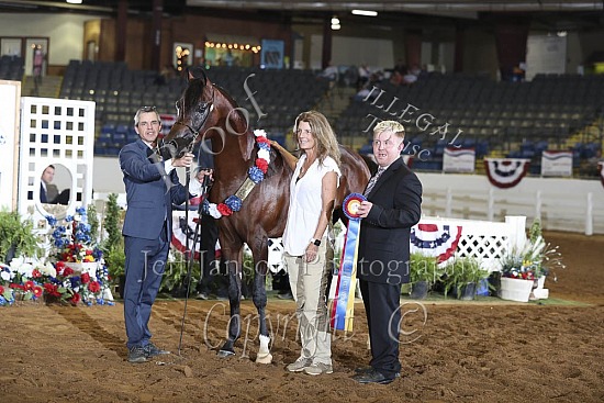 2 Yr Old Jr Stallion