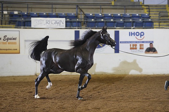 Stallions 3 Yrs & Over