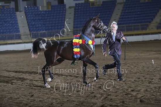 Yearling Colts-Geldings SWPKS