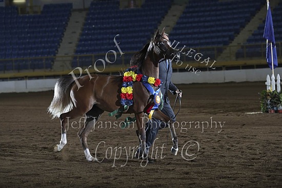 Yearling Fillies SWPKS