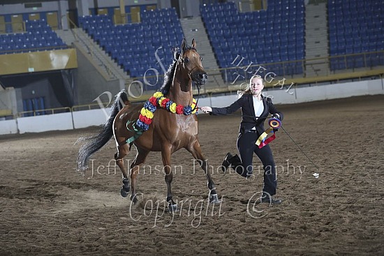 Geldings AOTH
