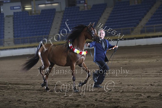 Mares 2 Yrs & Over