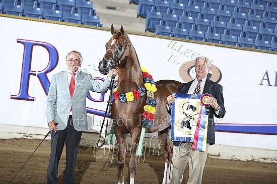 Stallions 2 Yrs & Over