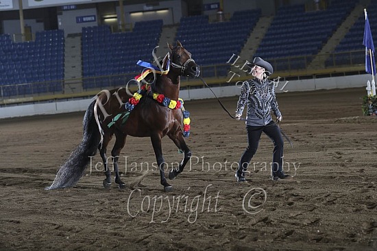 Performance Stallions