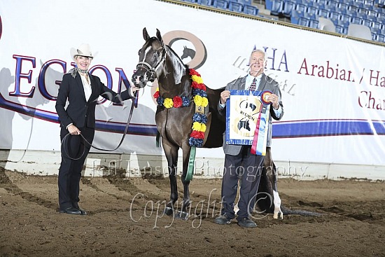 Performance Geldings