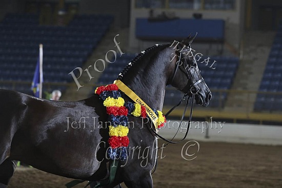 Performance Geldings