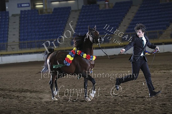 Stallions AOTH