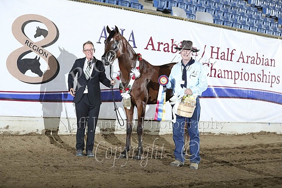 PB 2 & 3 Yr Old Colts-Geldings