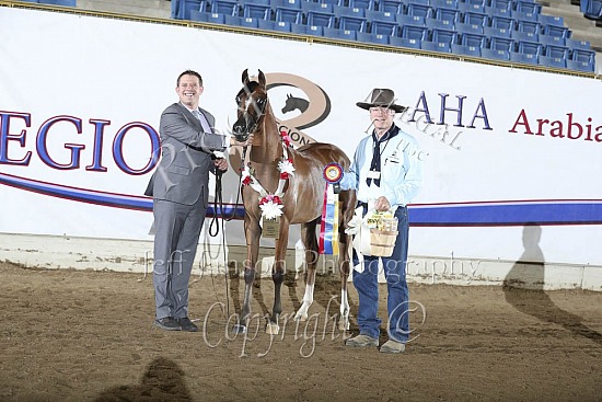 PB Yearling Fillies