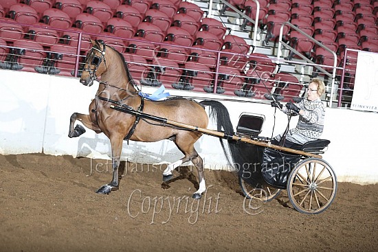 Hackney-Harness Pony Show Pleas Driv, AM-AADC