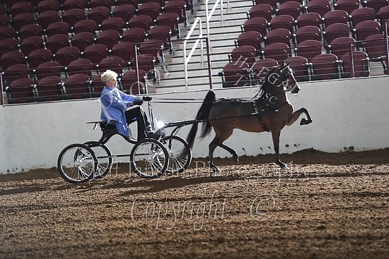 Hackney Harness Pony Open