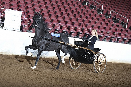 Fine Harness and Driving