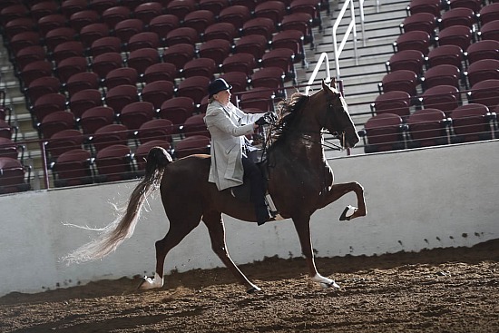 Five Gaited