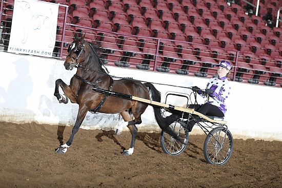 Roadster Pony and Roadster Horse