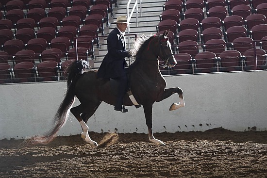 American Saddlebreds