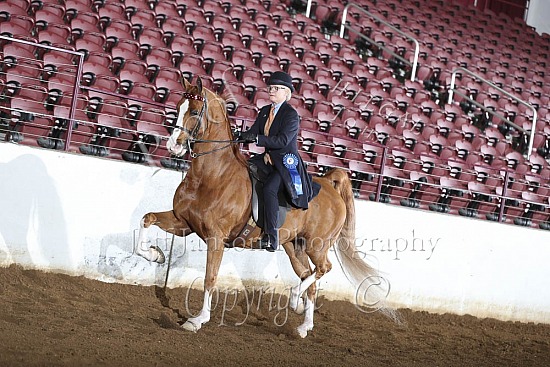 Open English Pleasure, Saddle Seat, Adult  