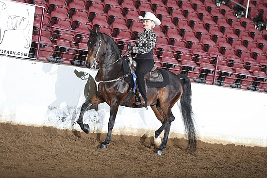 Morgan Horse