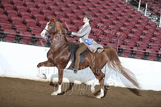 Open English Pleasure, Saddle Seat, 17 & Under