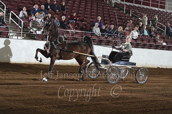 Open Fine Harness, Jackpot Stake, Any Breed