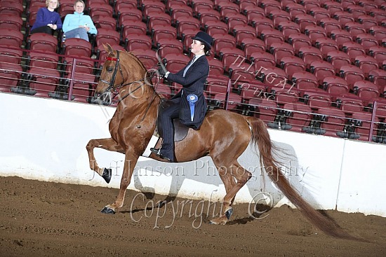 Open Saddle Seat Equitation, 17 & Under  