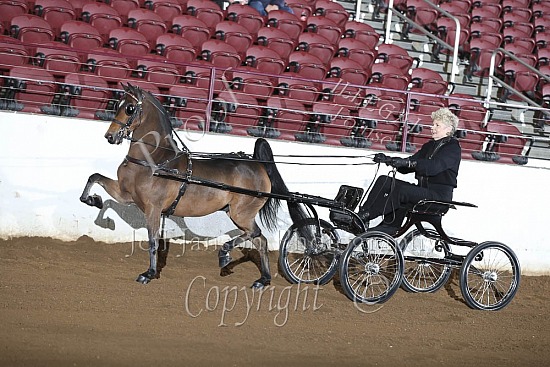 Hackney Harness Pony Championship