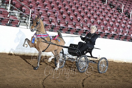 Hackney Pony Championship