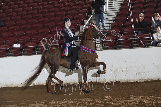 Open Saddle Seat Equitation, 17 & Under Championship