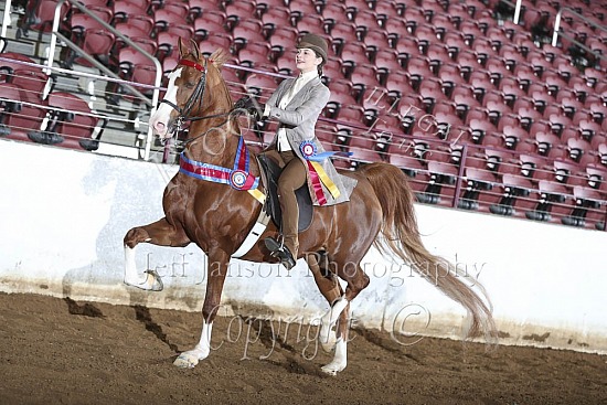 Open English Pleasure, Saddle Seat, Jr Exhib Championship