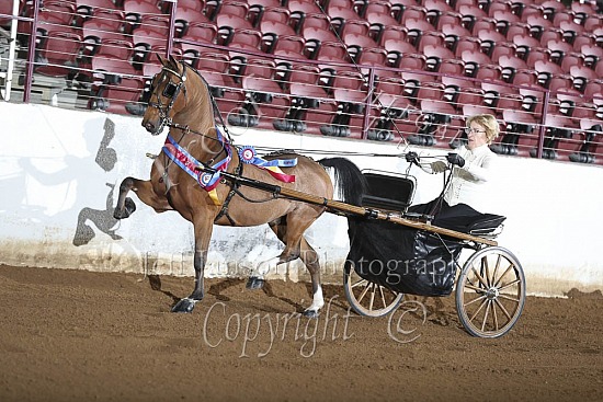 Hackney-Harness Show Pleasure Driving Championship